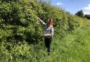 Measuring a hedgerow for the the survey