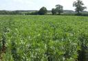 Farmers are being urged to grow bean crops and South West experts agree