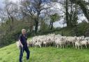 Farmer Jeremy Hosking, of Truro, says his 600-strong ewe enterprise is proving to be efficient and profitable with performance-related breeding programme