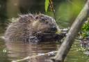 A beaver kit enjoys lunch