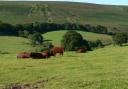 Cows on Exmoor