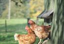 Hens in a hen house. Stock Image.