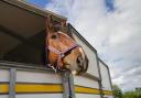 The horse had to be rescued by fire crews after it had become stuck (file photo).
