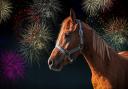 Horse against firework background, stock image.