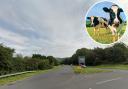 Cows left stranded on A35 after trailer unhitches