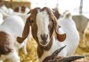Goats at Avebury Farm in Wiltshire.