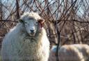 Romney sheep grazing the grass around the dormant vines at Nyetimber's Manor Vineyard at West Chiltington in West Sussex.