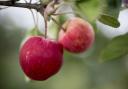 Apples at at Myrtle Farm, in Sandford, Somerset.