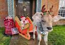 WINNER: Festive fun on a dairy and sheep farm in Somerset.