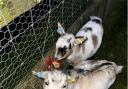 Two goats were stolen from a property in West Dorset.