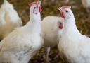 Morrisions are looking to reduce stocking densities for chickens