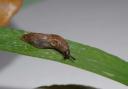 Deroceras reticulatum slug