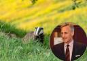Badger, stock image. Inset: Richard Drax, South Dorset MP
