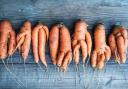 'Wonky' carrots.