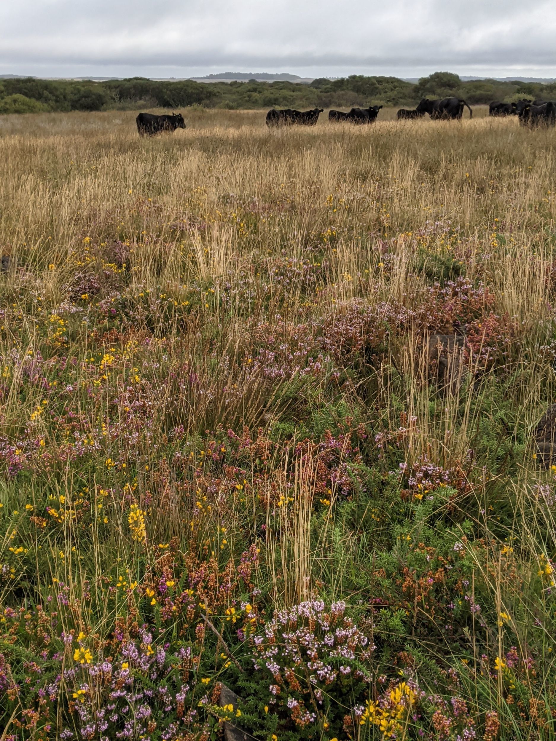Grazing on coastland and heath was discussed