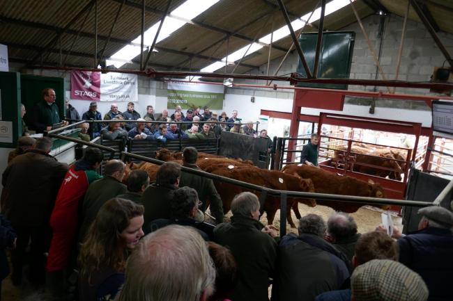 Tavistock Livestock Centre. Picture: Stags