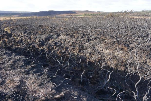 South West Farmer: Aftermath of Studland heath fire