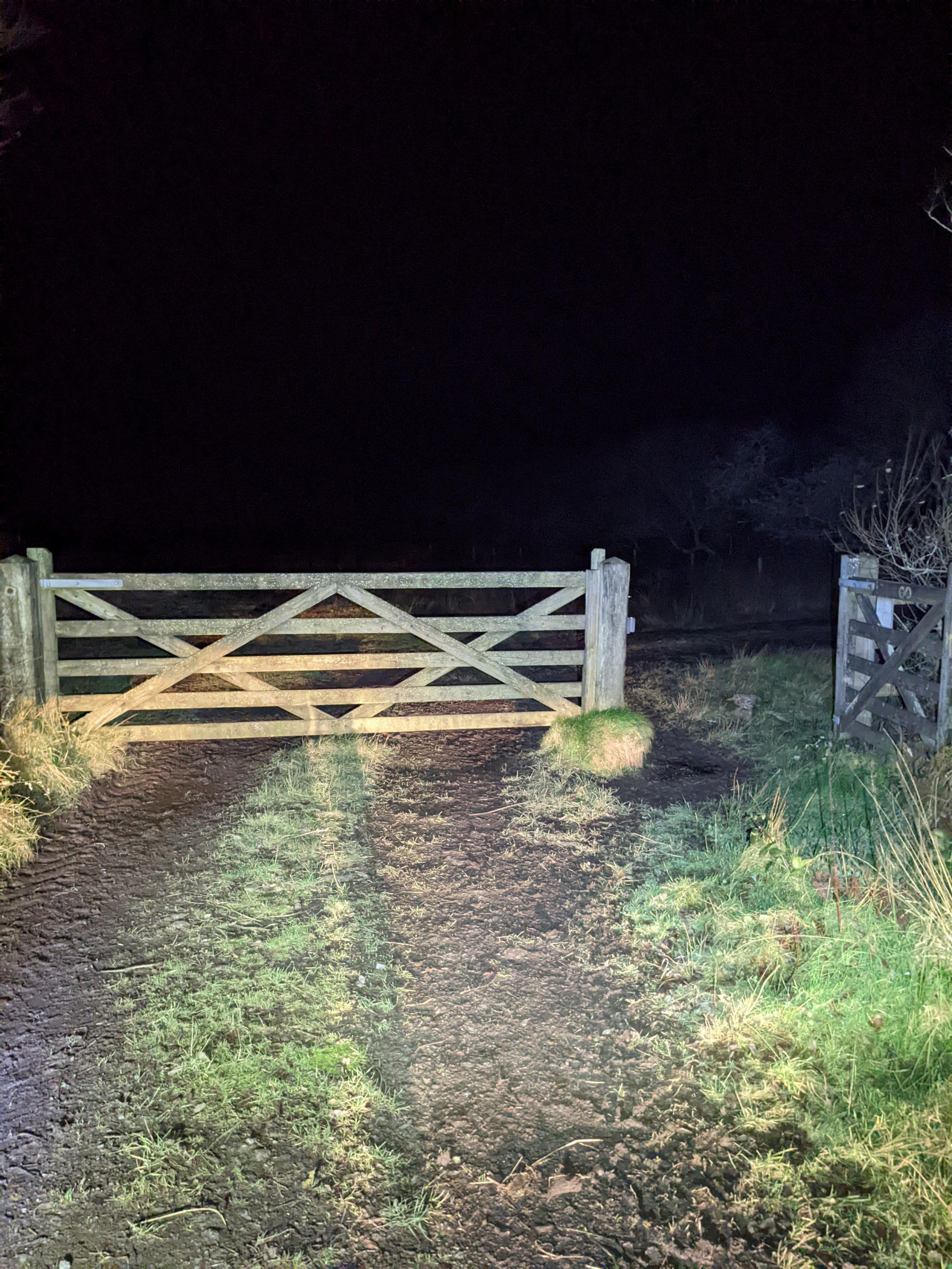 The gate had been left open, letting the cattle escape