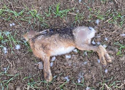 South West Farmer: One of the hares. Picture: Gloucestershire Police