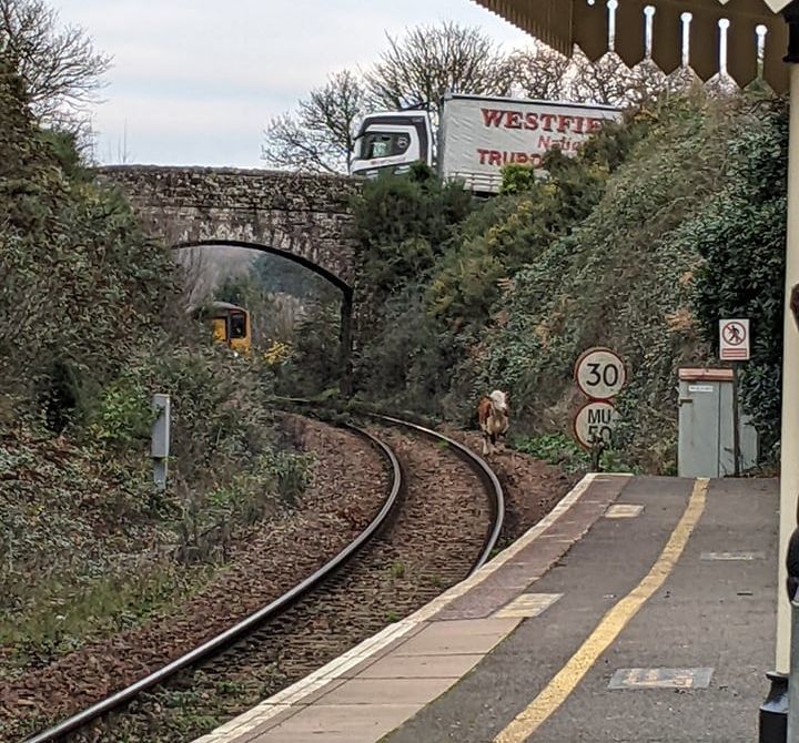 The animal has caused disruption to train times Picture: Harry Guyver-Cole