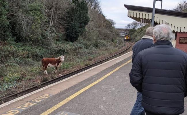 The cow on the line as the train can be seen approaching the station  Picture: Harry Guyver-Cole