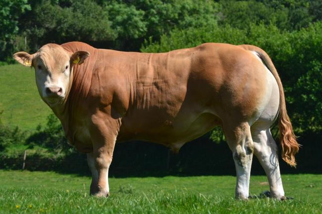 Abbie Westcott's Exmoor Polynices, the first Polled British Blonde to become available for AI