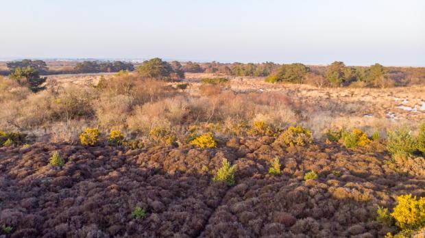 South West Farmer: Peatbogs at Studland Nature Reserve