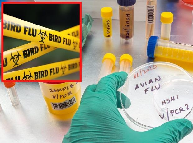 A person in the south west has contracted bird flu