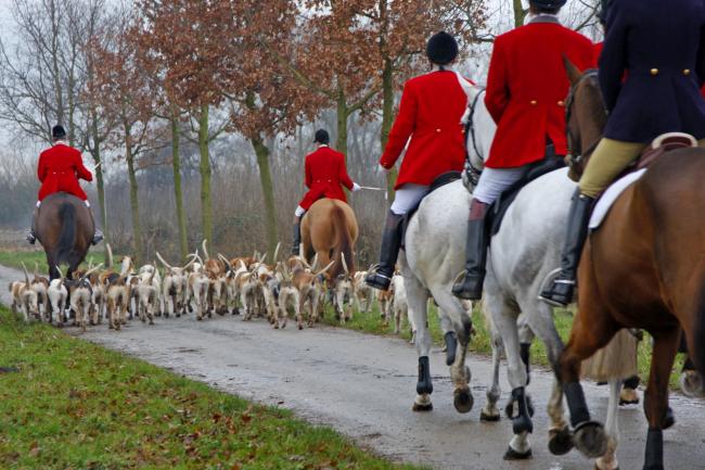 A petition is calling for the banning of trail hunting on council and public land  Stock picture: Getty Images