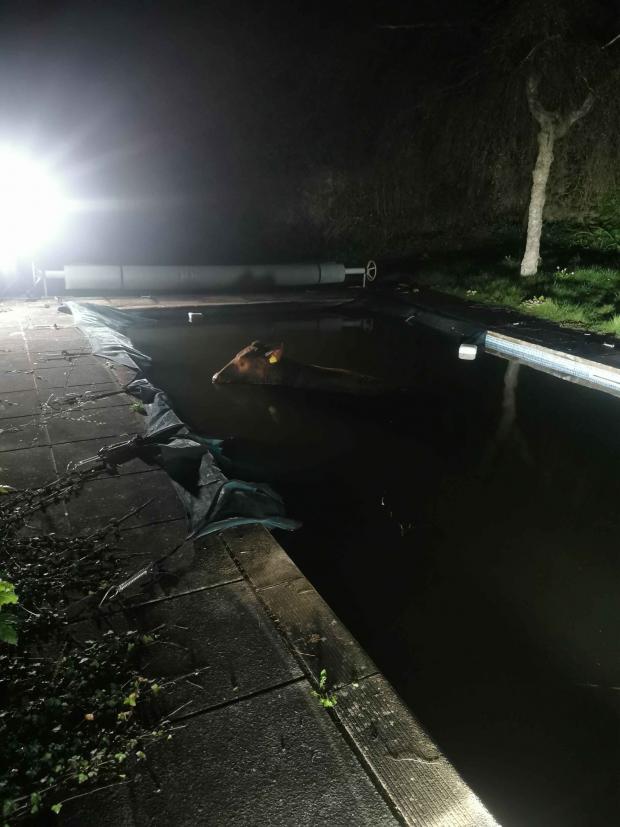 South West Farmer: The original plan was to drain the pool. Picture: Paignton Fire Station