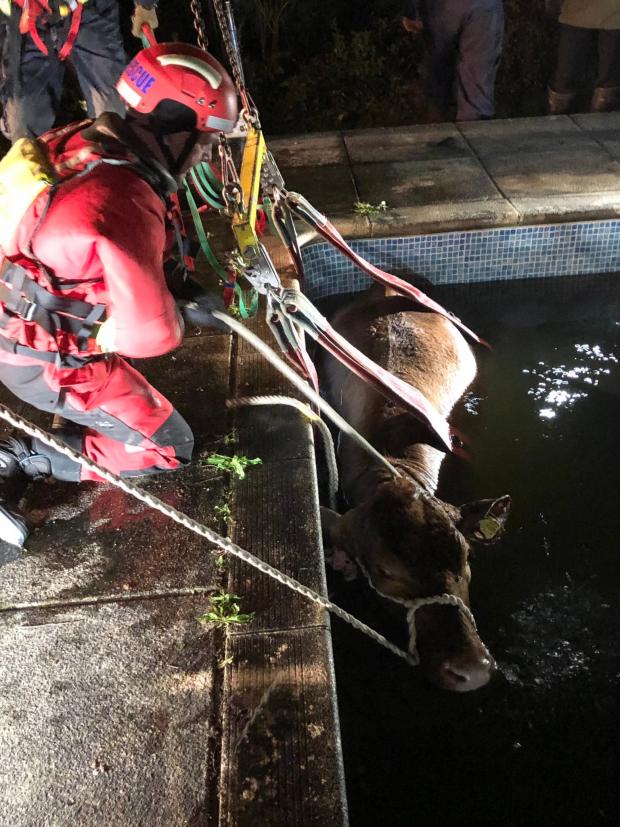 South West Farmer: The rescue went well. Picture: Paignton Fire Station