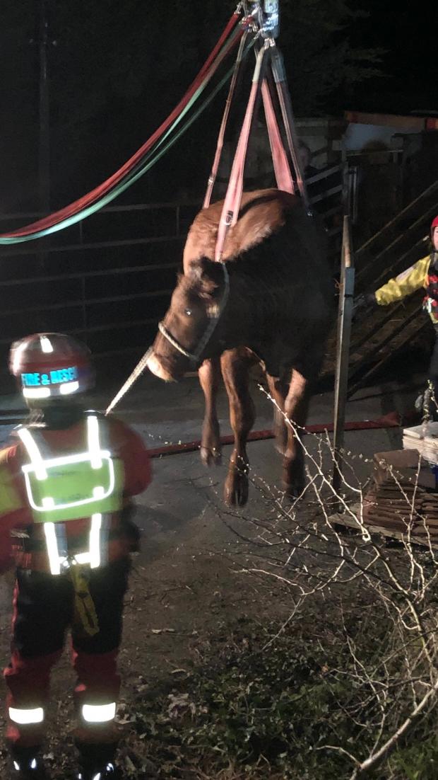 South West Farmer: The bullock was safely rescued. Picture: Paignton Fire Station