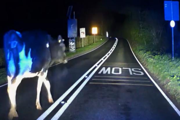 Police catch cow casually strolling on main road near Taunton