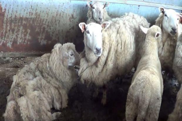 Some of the sheep at Benjamin James Bennett's farm. Picture: Cornwall Council