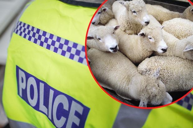 There have been two separate thefts of sheep in the Honiton area in just three weeks. Picture: Getty stock image