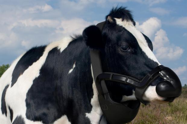 The cow mask is designed to reduce methane emissions