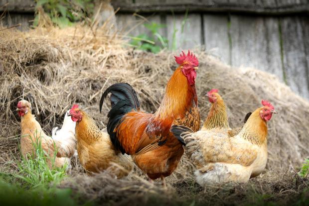 South West Farmer: The cost of grain, used to feed chickens, is now "mind boggling". Picture by Pixabay