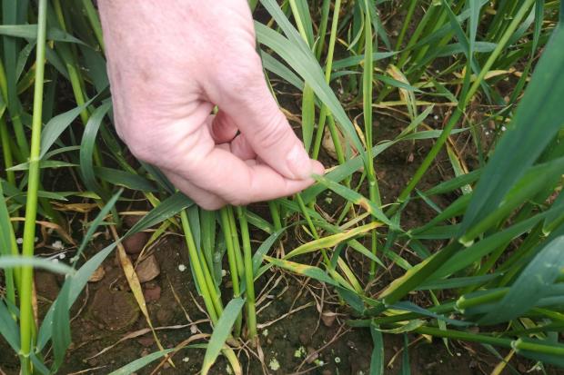 Extase winter wheat expressed low levels of visible Septoria on leaves five and six. The variety is not widely grown in Scotland due to sterility issues but it does have high Septoria resistance rating of 7.8.