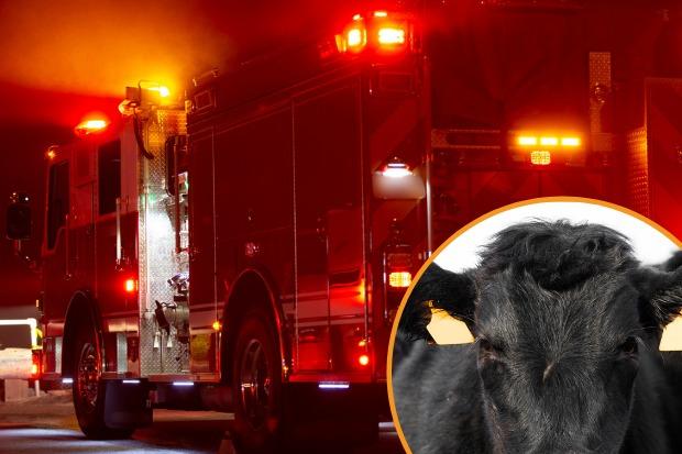 The cattle were lead to safety before the crews arrived. Picture: Stock images