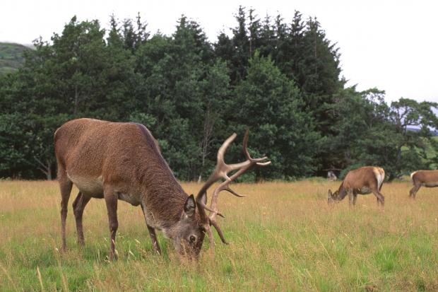 Red deer stag and hinds (Pic: Lorne Gill/SNH)