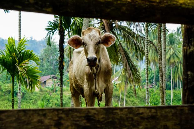 Foot and mouth disease has been confirmed in cattle on two islands in Indonesia