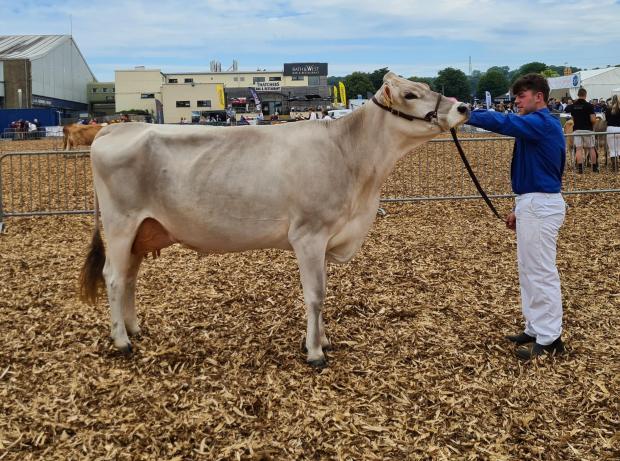 South West Farmer: Dairy interbreed RESERVE supreme champion; Cancourt Peppermint 3 PI