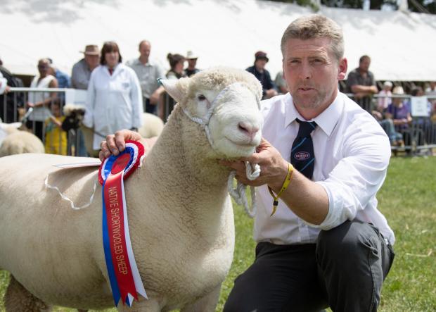 South West Farmer: Interbreed RESERVE supreme champion sheep; Buckenhill Escobar