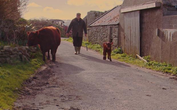 South West Farmer: The late Ivan Rowe with a Red Ruby heiffer and calf