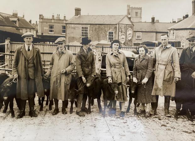 South West Farmer: Axminster Young Farmers showing their calves in 1935