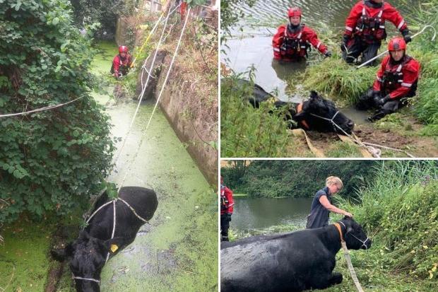 It was an adventure for both Megan and the animal rescue specialists. Pictures: Sturminster Newton Fire Station