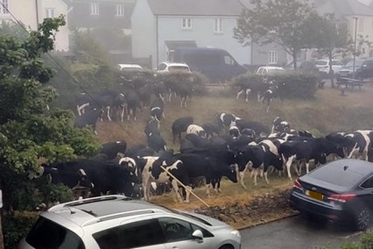 The 'cow invasion'. Picture: SWNS