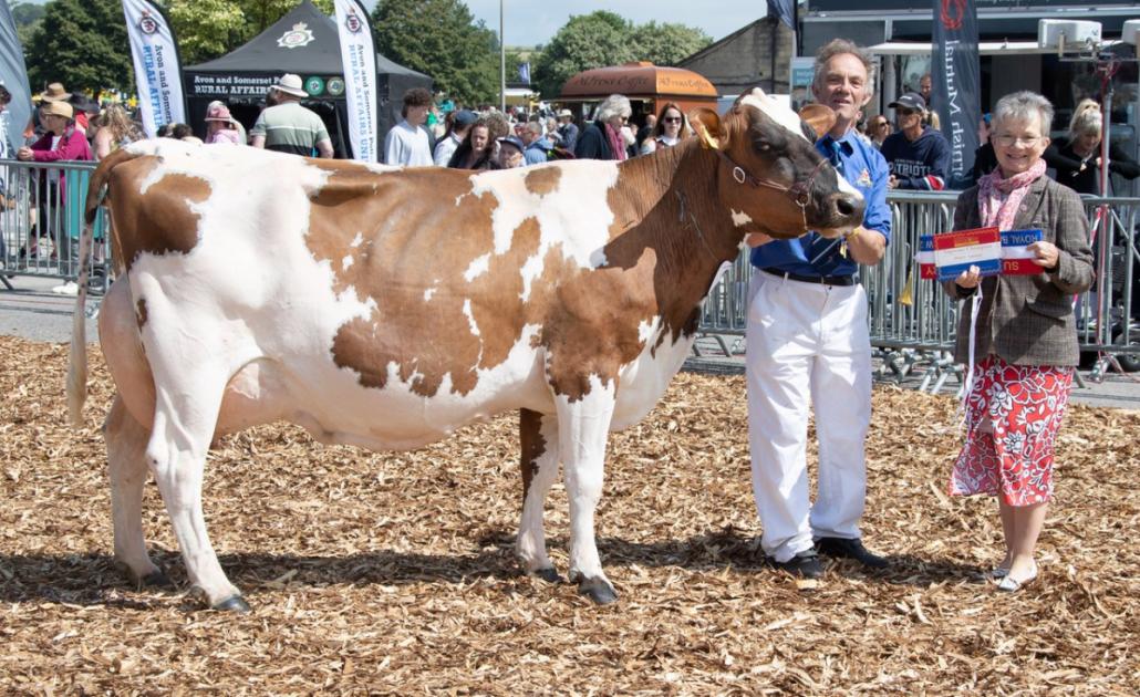 Westcountry livestock win awards at Royal Bath and West Show