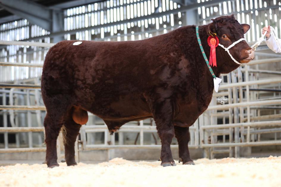 Success at Devon Society's Spring Show and Sale in Somerset 
