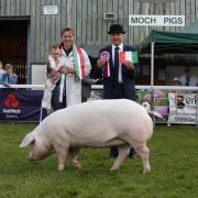 100th Royal Welsh Show Champion of Champions Pig Supreme Champion 2019, Offham Theresa 32nd, a Welsh Pig gilt, bred and exhibited by Wakeham-Dawson and Harmer. Photo: 1st Class Images